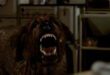 Celebrating 40 Years Of Cujo With Eight Fascinating Facts