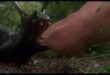 ‘SLUGS’ (1988): When Mutated Mollusks Attack!