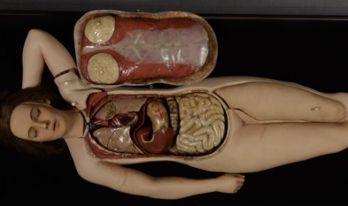 Anatomical Venus - Photograph: University of Montpellier