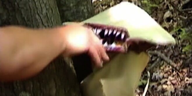Putting the “Fun” in Fungus! ‘FUNGICIDE’ (2002) – Blu-ray Review